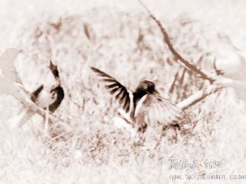 梦见一群小鸟　周公解梦之梦到一群小鸟