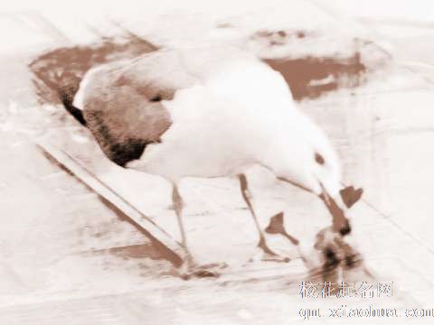 梦见吃小鸟　周公解梦之梦到吃小鸟