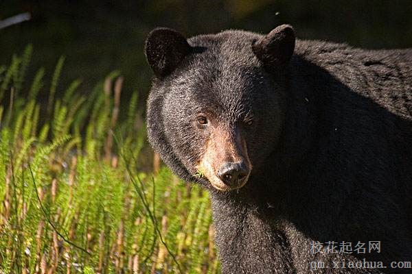 梦见狗熊周公解梦，梦见狗熊是什么意思？