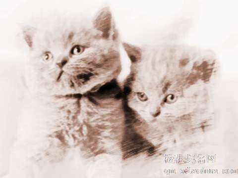 梦见黑色小猫　周公解梦之梦到黑色小猫