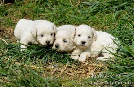 梦见狗崽子周公解梦，梦见狗崽子是什么意思？