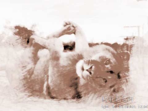 梦见狮子打人　周公解梦之梦到狮子打人