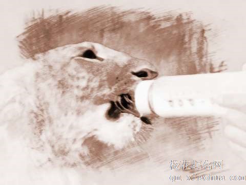 梦见给狮子喂食　周公解梦之梦到给狮子喂食