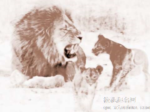 梦见怀孕的狮子　周公解梦之梦到怀孕的狮子