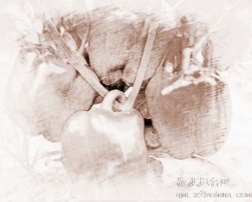 梦见青椒、花椒　周公解梦之梦到青椒、花椒