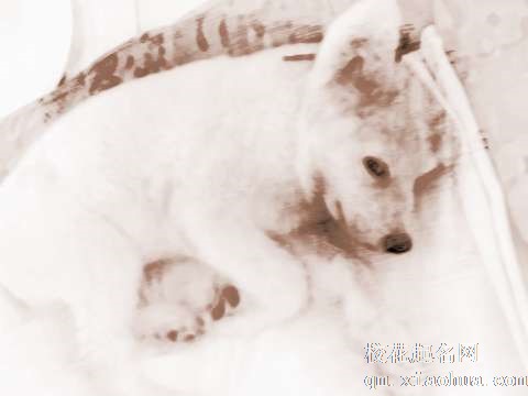 梦见小狗生病　周公解梦之梦到小狗生病