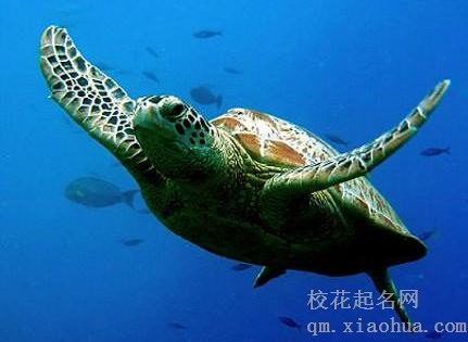 梦见海龟周公解梦，梦见海龟是什么意思？