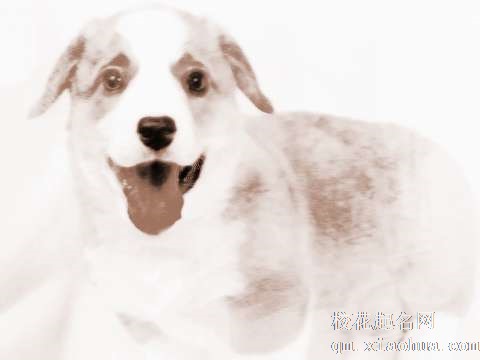 梦见小狗被抓　周公解梦之梦到小狗被抓