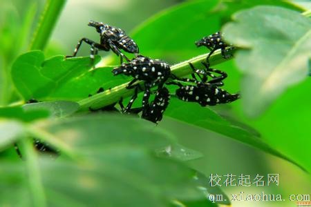 梦见害虫周公解梦，梦见害虫是什么意思？