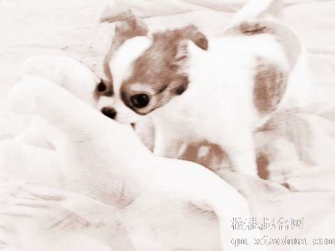 梦见小狗打架　周公解梦之梦到小狗打架