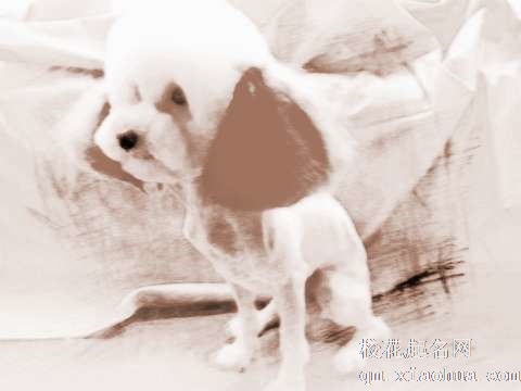 梦见小狗被染色　周公解梦之梦到小狗被染色