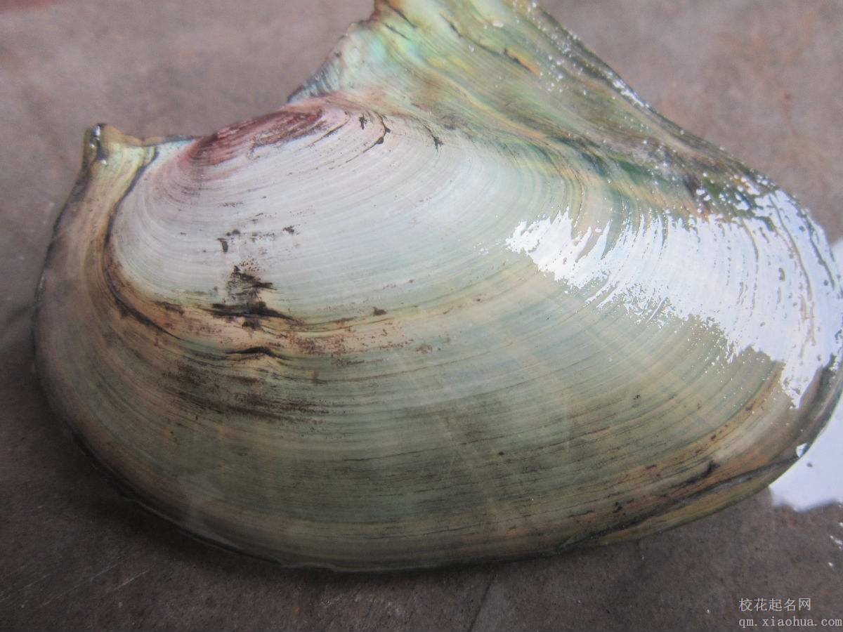 梦见河蚌周公解梦，梦见河蚌是什么意思？