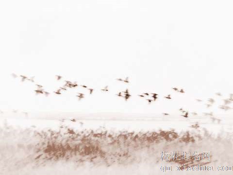 梦见大雁成群　周公解梦之梦到大雁成群