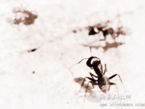 梦见蚂蚁变大　周公解梦之梦到蚂蚁变大