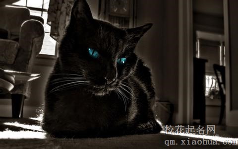 梦见黑猫周公解梦，梦见黑猫是什么意思？