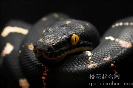 梦见黑色大蟒蛇周公解梦，梦见黑色大蟒蛇是什么意思？