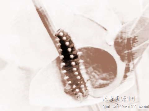 梦见黑色的昆虫　周公解梦之梦到黑色的昆虫