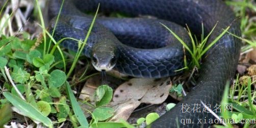 梦见黑蛇 大黑蛇周公解梦，梦见黑蛇 大黑蛇是什么意思？