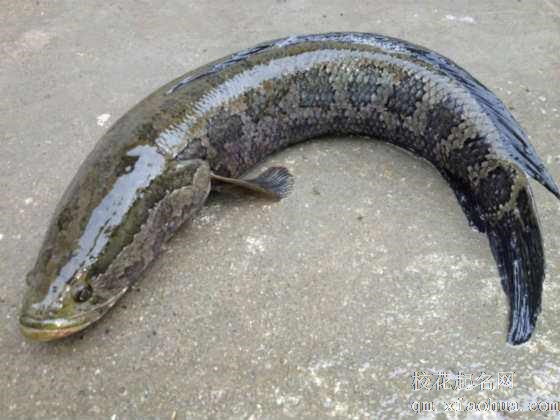 梦见黑鱼周公解梦，梦见黑鱼是什么意思？