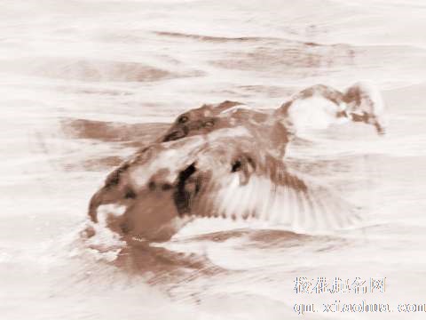 梦见小鸭捕鱼　周公解梦之梦到小鸭捕鱼