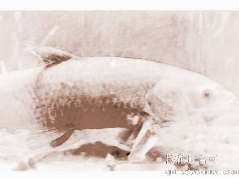 梦见鱼吃田螺　周公解梦之梦到鱼吃田螺