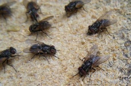 梦见很多苍蝇周公解梦，梦见很多苍蝇是什么意思？