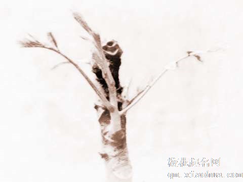 梦见老树发芽　周公解梦之梦到老树发芽