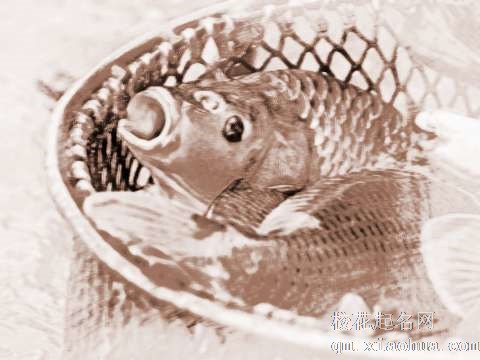 梦见褐色鲤鱼　周公解梦之梦到褐色鲤鱼