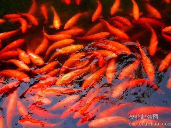 梦见红鲤鱼周公解梦，梦见红鲤鱼是什么意思？