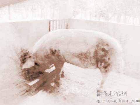梦见大猪吃饭　周公解梦之梦到大猪吃饭