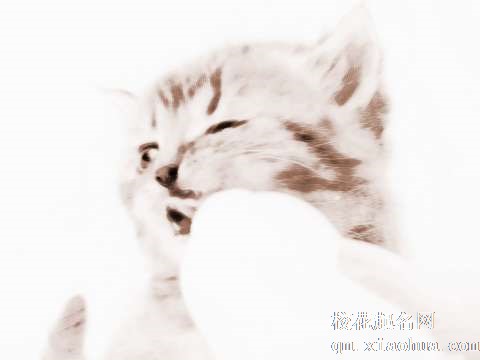 梦见小猫喂奶　周公解梦之梦到小猫喂奶