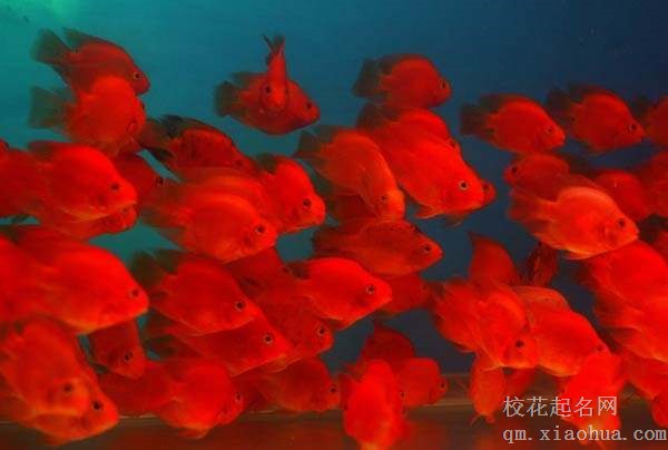 梦见红鱼周公解梦，梦见红鱼是什么意思？