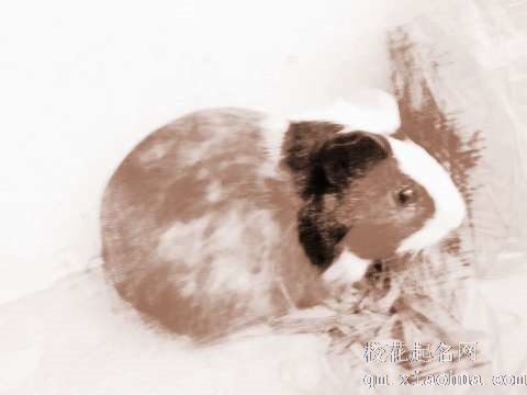 梦见无尾老鼠　周公解梦之梦到无尾老鼠