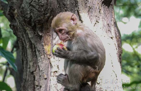 梦见猴子周公解梦，梦见猴子是什么意思？