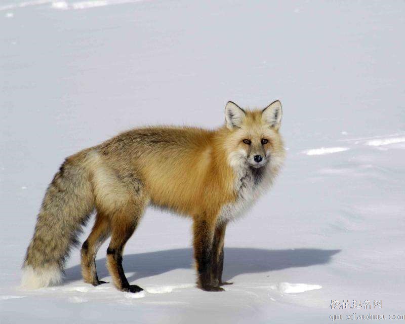 梦见狐狸周公解梦，梦见狐狸是什么意思？