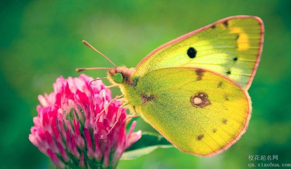 梦见蝴蝶周公解梦，梦见蝴蝶是什么意思？