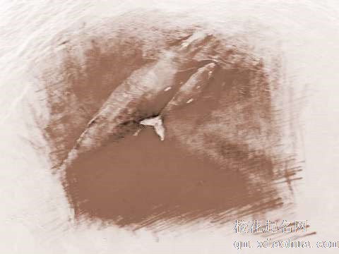 梦见鲸鱼游泳　周公解梦之梦到鲸鱼游泳