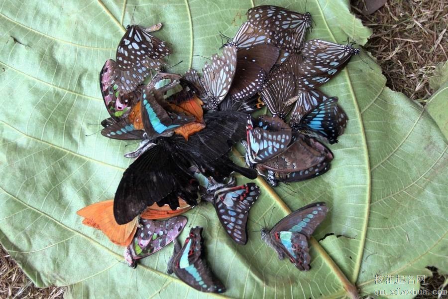 梦见蝴蝶死亡周公解梦，梦见蝴蝶死亡是什么意思？