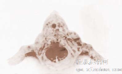 梦见鱼长脚　周公解梦之梦到鱼长脚