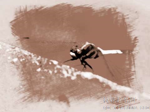 梦见蜻蜓起飞　周公解梦之梦到蜻蜓起飞