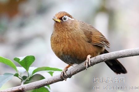 梦见画眉周公解梦，梦见画眉是什么意思？