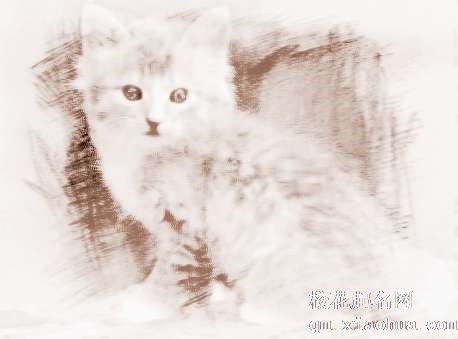 梦见猫咬腿　周公解梦之梦到猫咬腿