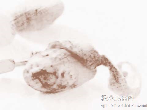 梦见土豆削皮　周公解梦之梦到土豆削皮