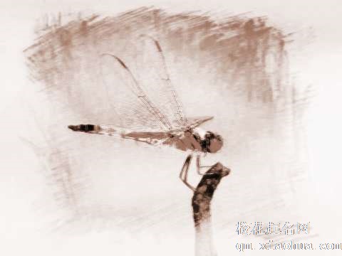 梦见捕捉蜻蜓　周公解梦之梦到捕捉蜻蜓