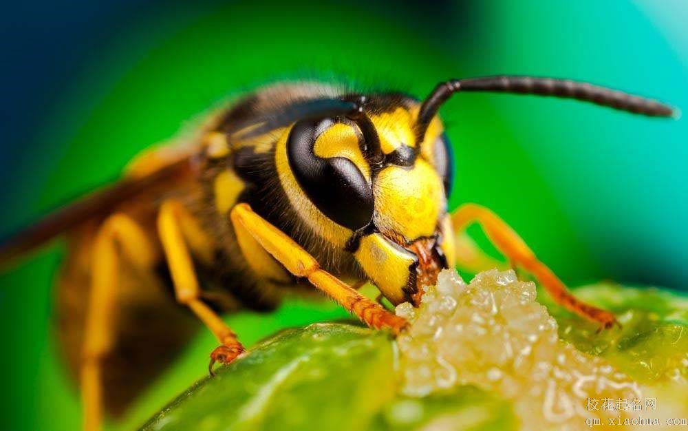 梦见黄蜂周公解梦，梦见黄蜂是什么意思？