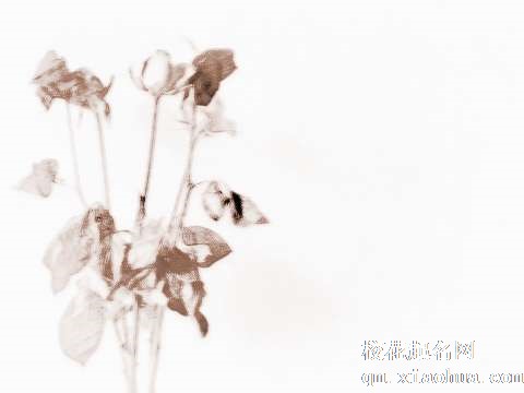 梦见枯萎的花　周公解梦之梦到枯萎的花
