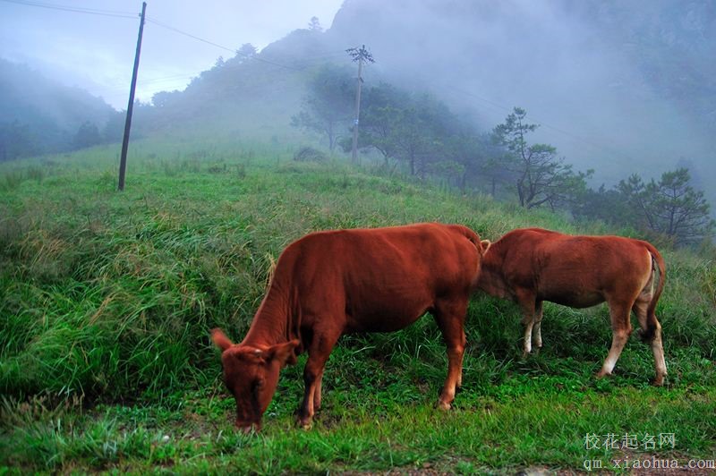 梦见黄牛周公解梦，梦见黄牛是什么意思？