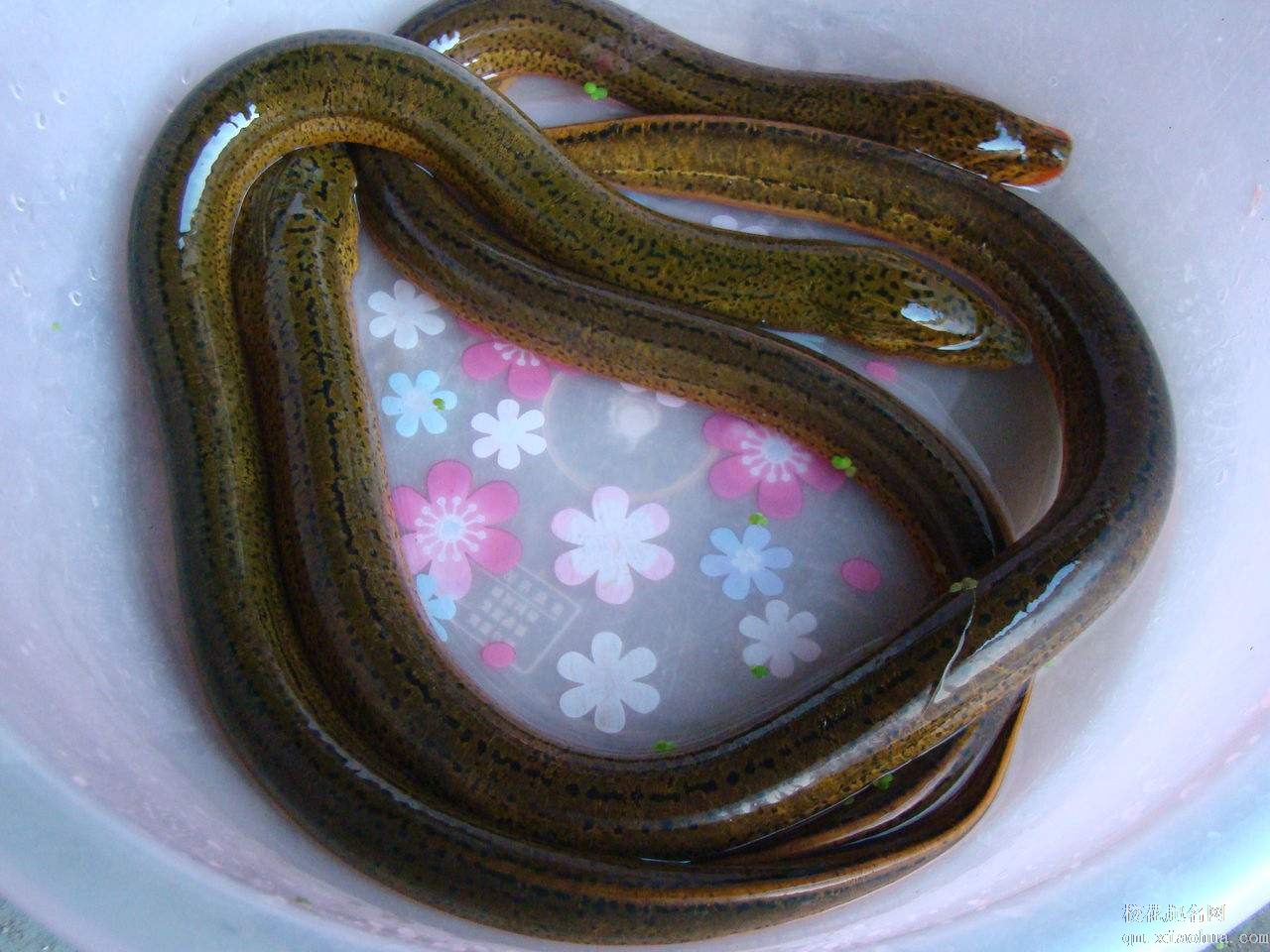 梦见黄鳝周公解梦，梦见黄鳝是什么意思？