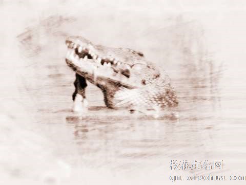 梦见鳄鱼吃肉　周公解梦之梦到鳄鱼吃肉