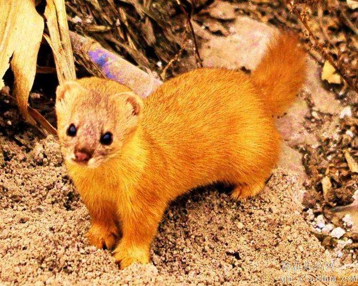 梦见黄鼠狼周公解梦，梦见黄鼠狼是什么意思？